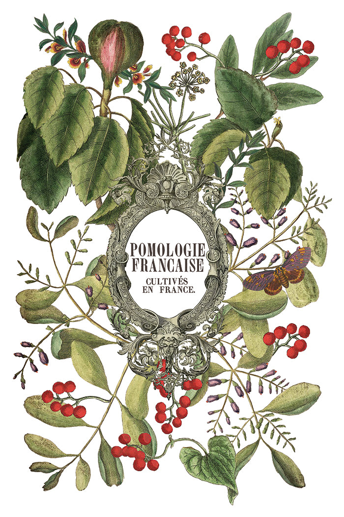 Clementine - IOD Decor Transfer 8x12- 2025 Holiday