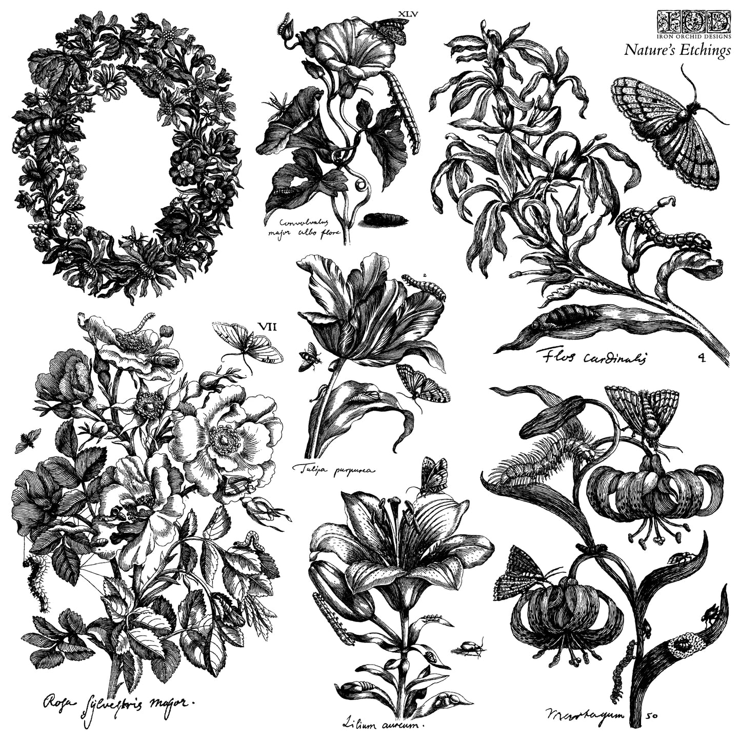 Nature's Etchings - IOD Stamps 12x12 2 sheets - 2026 Summer