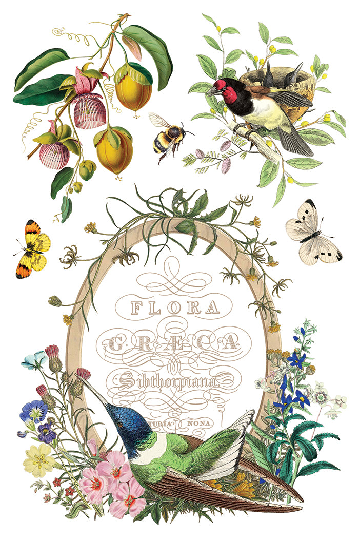 Flora Greca - IOD Transfer 8x12 - 2026 Spring