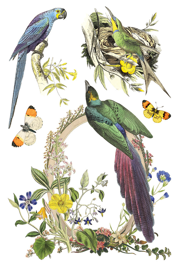 Flora Greca - IOD Transfer 8x12 - 2026 Spring