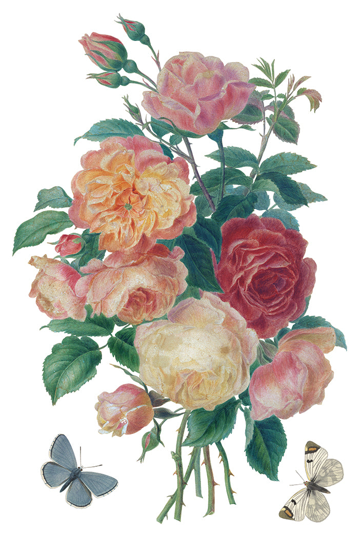 Saint Quen - IOD Transfer 8x12 - 2026 Spring