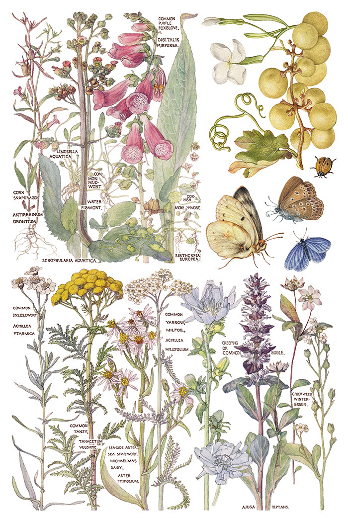 Primrose Isle - IOD Transfers 8x12 - 2026 Summer