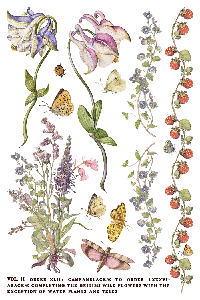 Primrose Isle - IOD Transfers 8x12 - 2026 Summer